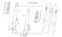 Forcella anteriore